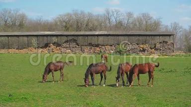 农场牧场上的小马草，夏季牧场上的动物，稳定的手持全高清镜头